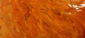Plunksnų juosta oranžinė sp.