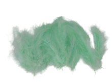 Plunksnos mėtinės sp.