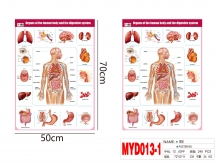Plakatas „ŽMOGAUS KŪNO DALYS“ 50x70cm anglų kalba MOTARRO